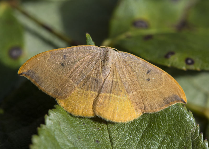 Watsonalla uncinula ♀ - Drepanidae